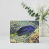 Paracanthurus hepatus postkarte (Stehend Vorderseite)