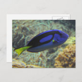 Paracanthurus hepatus postkarte (Vorne/Hinten)