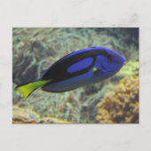 Paracanthurus hepatus postkarte (Vorderseite)