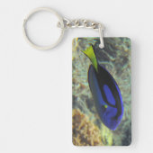 Paracanthurus hepatus schlüsselanhänger (Vorderseite)