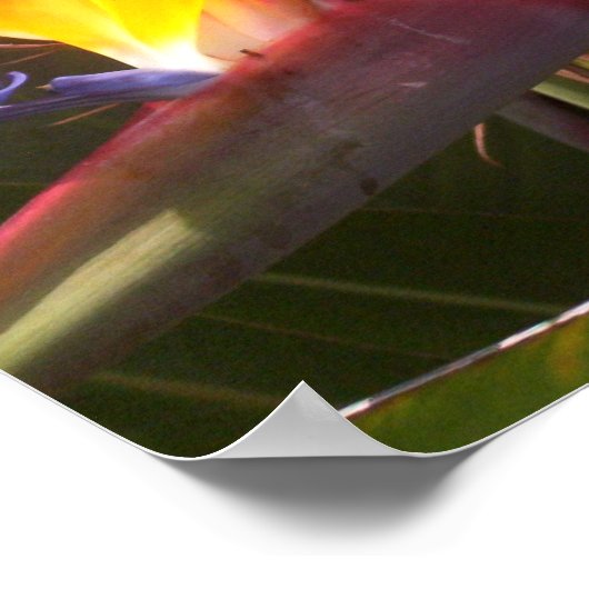 Paradies 1 poster (Ecke)