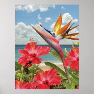 Paradies Alan Giana "Hibiskus in" Plakat