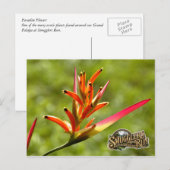 Paradies Blume Postkarte (Vorne/Hinten)