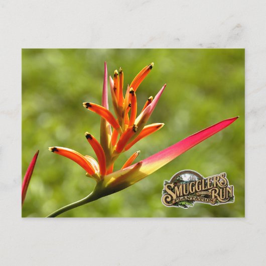 Paradies Blume Postkarte (Vorderseite)