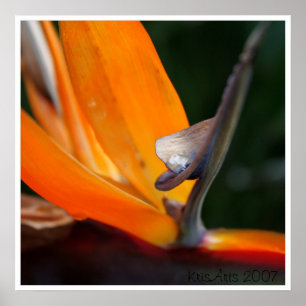 Paradies herauf nahes poster