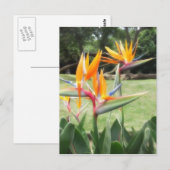 Paradies im Zoo 2 Postkarte (Vorne/Hinten)