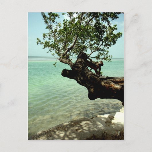 Paradies Postkarte (Vorderseite)