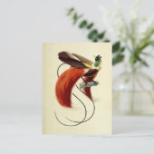 Paradies-Vogel, Vogelillustration, Vintag Postkarte (Stehend Vorderseite)