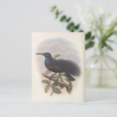 Paradies-Vogel von John Gould, Illustration von Bi Postkarte (Stehend Vorderseite)
