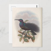 Paradies-Vogel von John Gould, Illustration von Bi Postkarte (Vorne/Hinten)