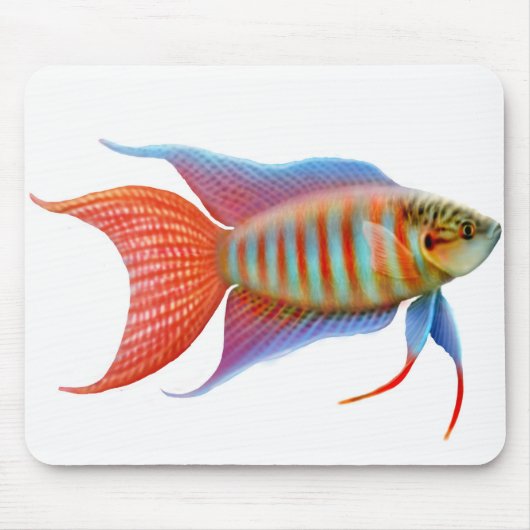 Paradiesgourami-Fische Mousepad (Vorne)