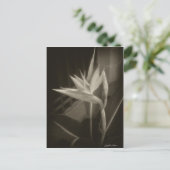 Paradiesvogel 10 postkarte (Stehend Vorderseite)