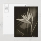 Paradiesvogel 10 postkarte (Vorne/Hinten)