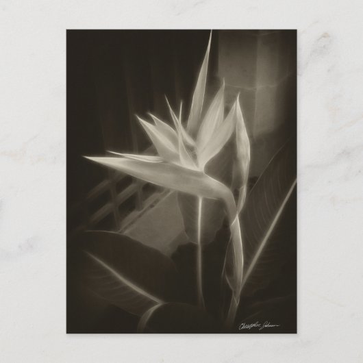 Paradiesvogel 10 postkarte (Vorderseite)