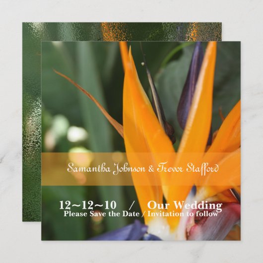 Paradiesvogel - Ankündigung (Vorne/Hinten)