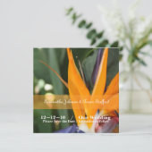 Paradiesvogel - Ankündigung (Stehend Vorderseite)