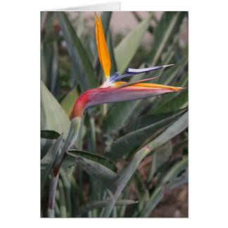 Paradiesvogel Blume