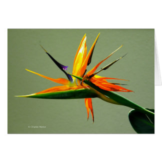 Paradiesvogel Blume