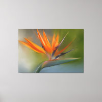Paradiesvogel Blume Original Malerei