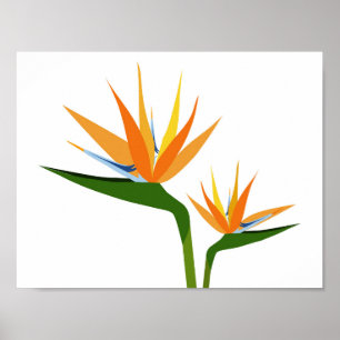 PARADIESVÖGEL BLUME POSTER