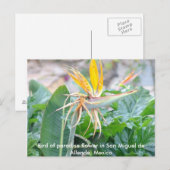 Paradiesvogel Blume Postkarte (Vorne/Hinten)