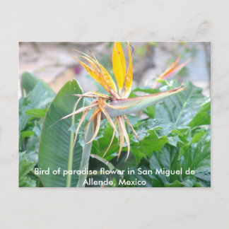 Paradiesvogel Blume Postkarte