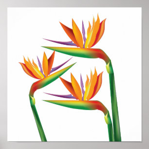 Paradiesvogel-Blumen-Wanddruckkunst Poster