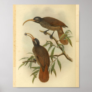 Paradiesvögel Braun Schwarz Vintage-Druck Poster