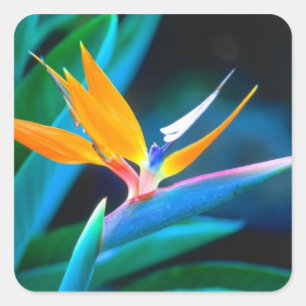 Paradiesvogel Decrative Aufkleber
