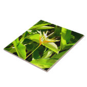 Paradiesvogel Fliese (Seite)