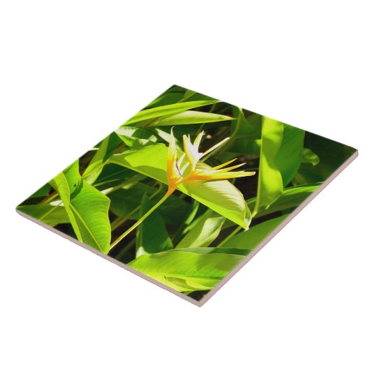 Paradiesvogel Fliese (Seite)