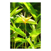 Paradiesvogel Fotodruck (Vorne)