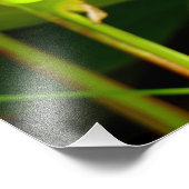 Paradiesvogel Fotodruck (Ecke)