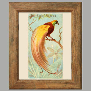 Paradiesvogel, Galerie-Wand-Set mit 6 Teilen, 4/6 Poster