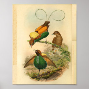 Paradiesvögel Gelb Grün Vintage-Druck Poster