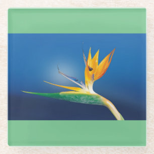 Paradiesvogel Glas-Untersetzer Glasuntersetzer