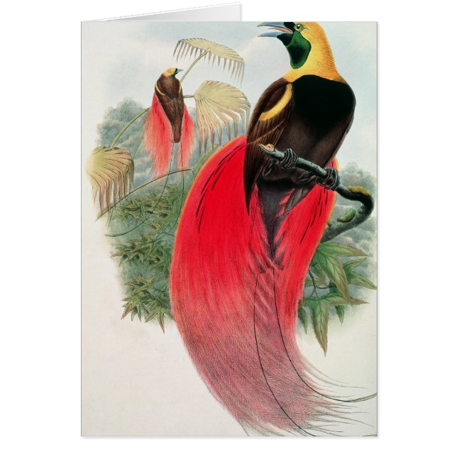 Paradiesvogel, graviert von T. Walter (Vorne)