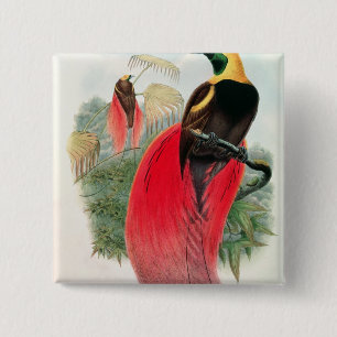 Paradiesvogel, graviert von T. Walter Button