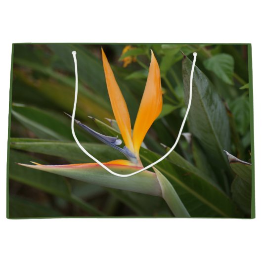 Paradiesvogel Große Geschenktüte (Vorderseite)