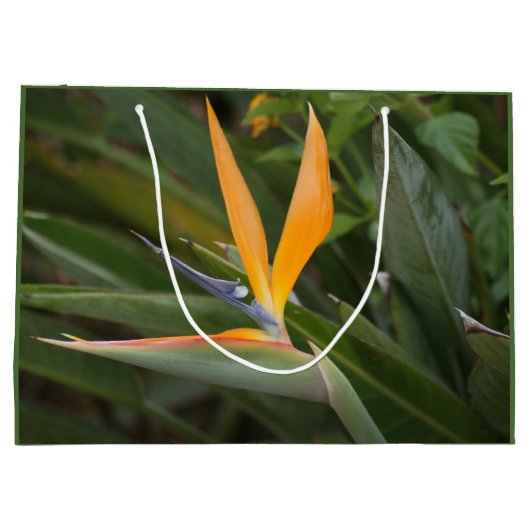 Paradiesvogel Große Geschenktüte (Rückseite)