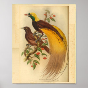 Paradiesvögel Grün Gelb Vintage-Druck Poster