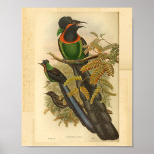 Paradiesvögel Grün Rot Vintage-Druck Poster