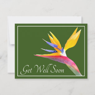 Paradiesvogel Grüner Hintergrund Gute Besserung Postkarte