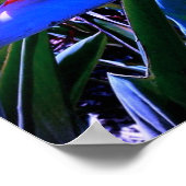 Paradiesvogel Hawaii Poster (Ecke)