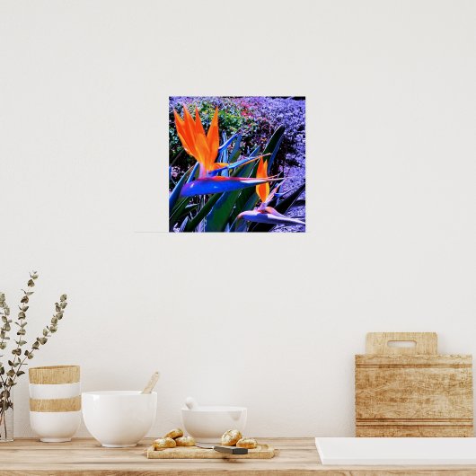 Paradiesvogel Hawaii Poster (Küche)