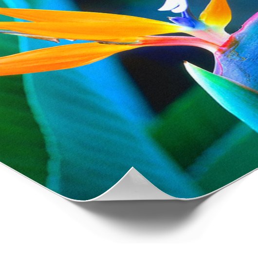 Paradiesvogel (Hawaii) Poster (Ecke)