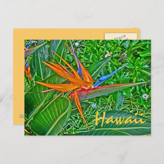 Paradiesvogel Hawaii Postkarte (Vorne/Hinten)