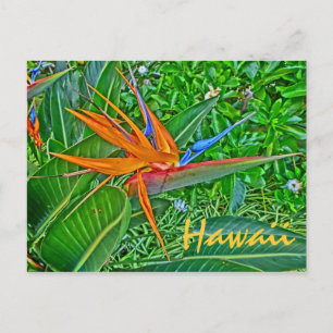 Paradiesvogel Hawaii Postkarte