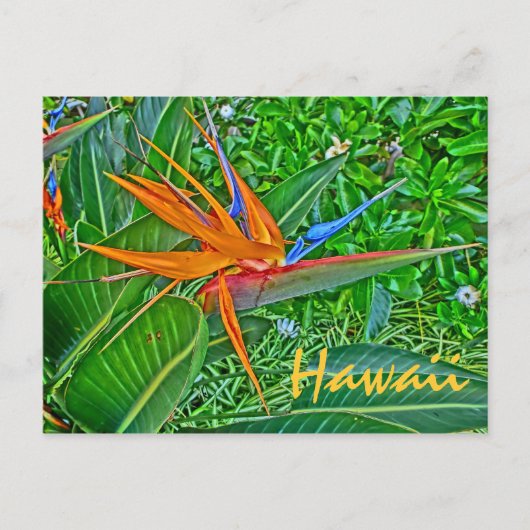 Paradiesvogel Hawaii Postkarte (Vorderseite)