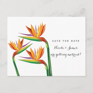 Paradiesvogel Hochzeit Postkarte zur Vorabanzeige